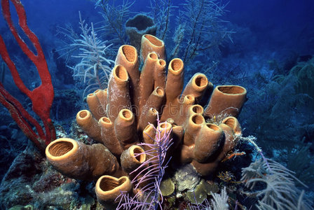 海绵状情况