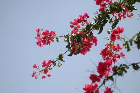三角梅背景图片 三角梅背景素材 三角梅背景插画 摄图新视界