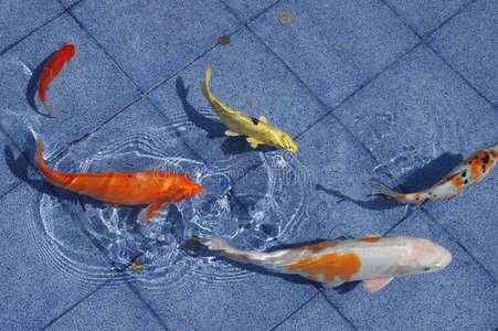 蓝色池塘里的锦鲤照片