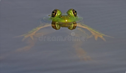 轻松浮牛蛙图片