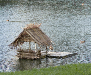 喂养房子鸭子的房子照片