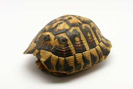 空龟壳卷边旧纸卷旧木背景旧木背景木纹背景纹理孤立卷边的旧纸卷红墙