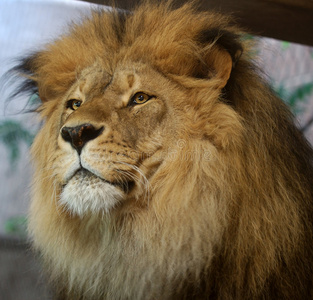 非洲狮最大图片