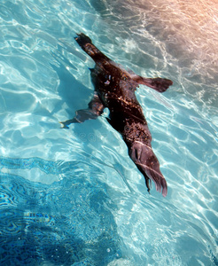 在水下游泳的海狮