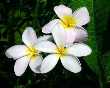 鸡蛋花