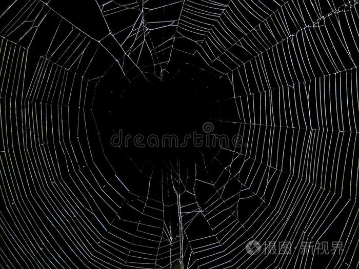 网状物蜘蛛网蜘蛛网蜘蛛网金龟子黑寡妇蜘蛛窄带蜘蛛和问候的万圣节