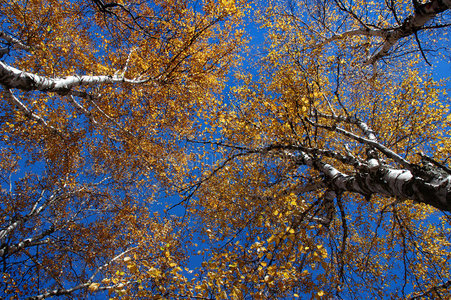 秋季树冠图片
