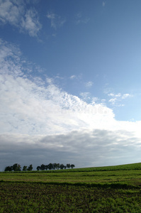 田野树木和天空