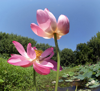 莲花花蓝色天空图片