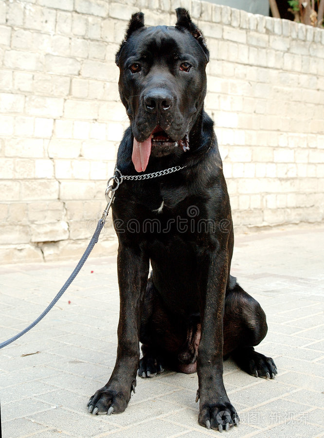 canecorso黑狗