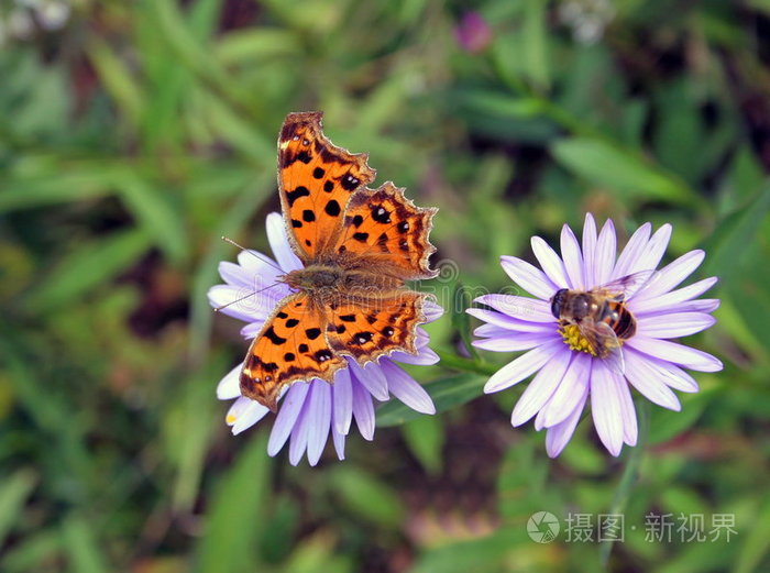 蝴蝶和蜜蜂