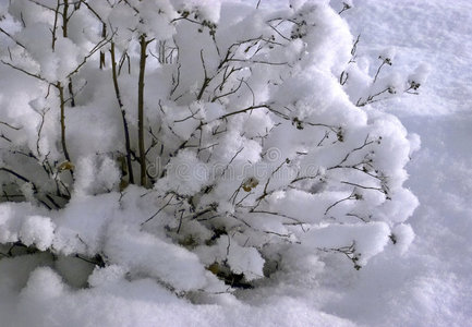 被雪覆盖的灌木丛