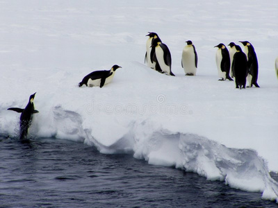 毛茸茸的 邮递 弗洛 企鹅 得到 同伴 熔化 皇帝 南极洲