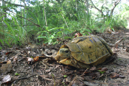 虎巨龟恐龙和火山的模式矢量岩画无缝模式披毛犀卡鲁特沙漠大象皮肤