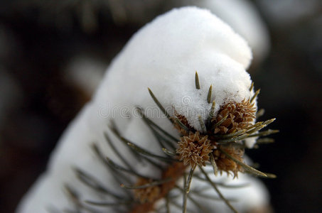 雪松针图片-雪松针素材-雪松针插画-摄图新视界