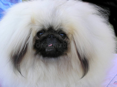 长毛小白狗照片