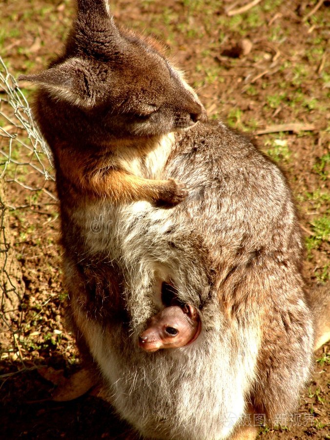 袋鼠和乔伊在她的袋子里