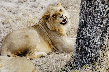 狮子，南非