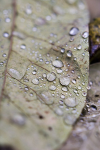 雨滴落在树叶上