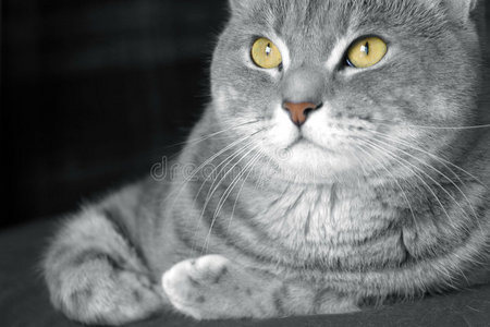 威严的凝视金眼快乐斑猫照片