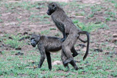 淘气的狒狒图片