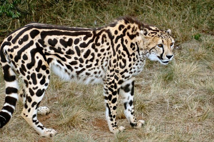 印度豹王 照片 正版商用图片0gv0j7 摄图新视界 印度豹王 照片 正版商用图片0gv0j7 摄图新视界