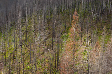 冰川国家公园森林防火区图片