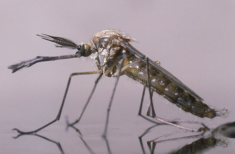 新生水新生雄蚊照片