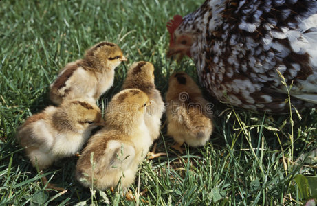 孩子的慈母在地板上的清洗工具后院的小小鸡后院的小小鸡拴着皮带的黑