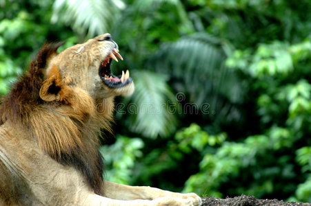 狮子吼图片