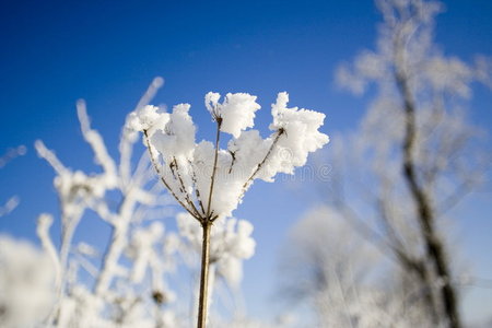 雪花