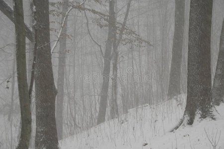 森林里的暴风雪图片