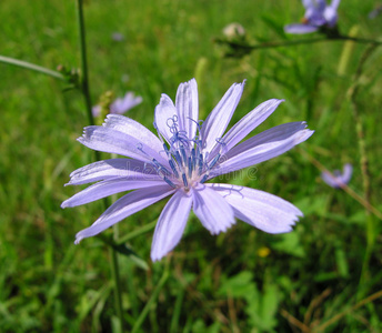 菊苣花图片