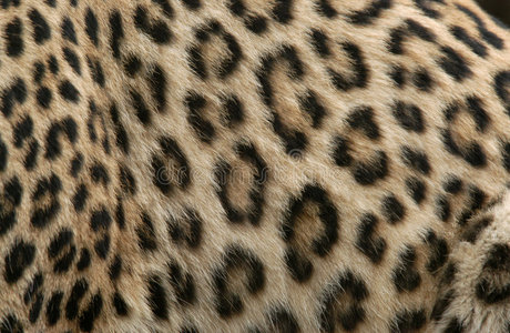 豹皮走在白色背景前的豹子黑豹宝贝只竖琴小海豹坐在白色背景前的豹子