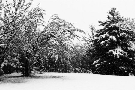 冬天积雪的树