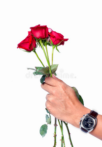 给你的玫瑰