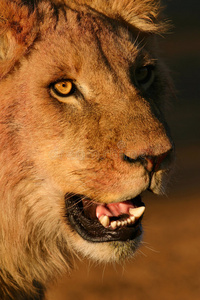 非洲幼狮