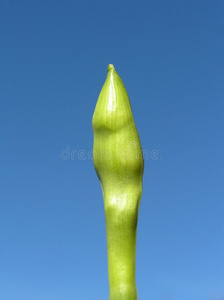 复活节水仙花蕾