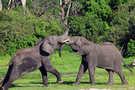 大象打架