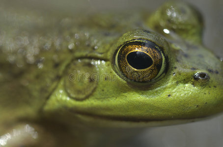 牛蛙眼图片