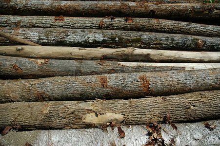 伐木工人 剔除 原木 高的 木材 林业 森林 日志 长的