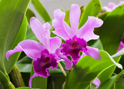 两朵紫荆花两朵兰花照片