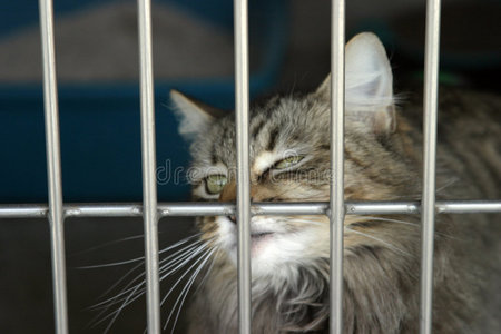 一只猫坐在动物收容所的笼子里