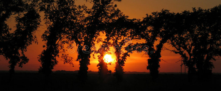 草原夕阳下的树木剪影