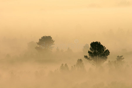 雾中的树木
