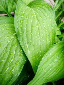 热带树叶伴雨