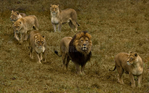 五只母狮和一只狮子.照片
