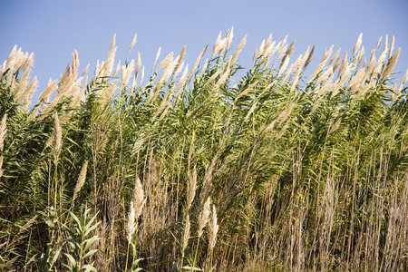 一个长着杂草的园丁.