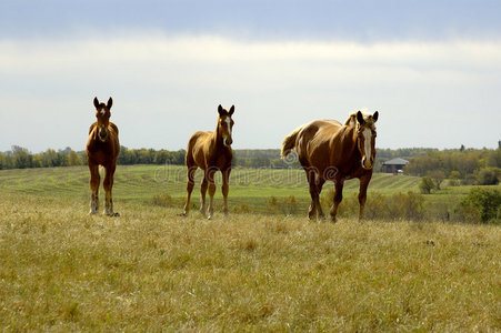 马科马山上的马科摄影图