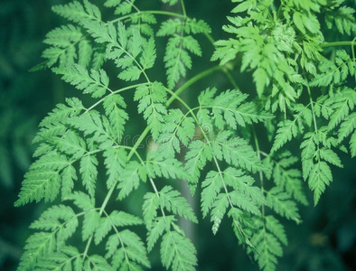 纹理植物图片